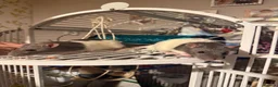 Rat rodents for sale: Two beautiful fancy rat boys - Advert 2