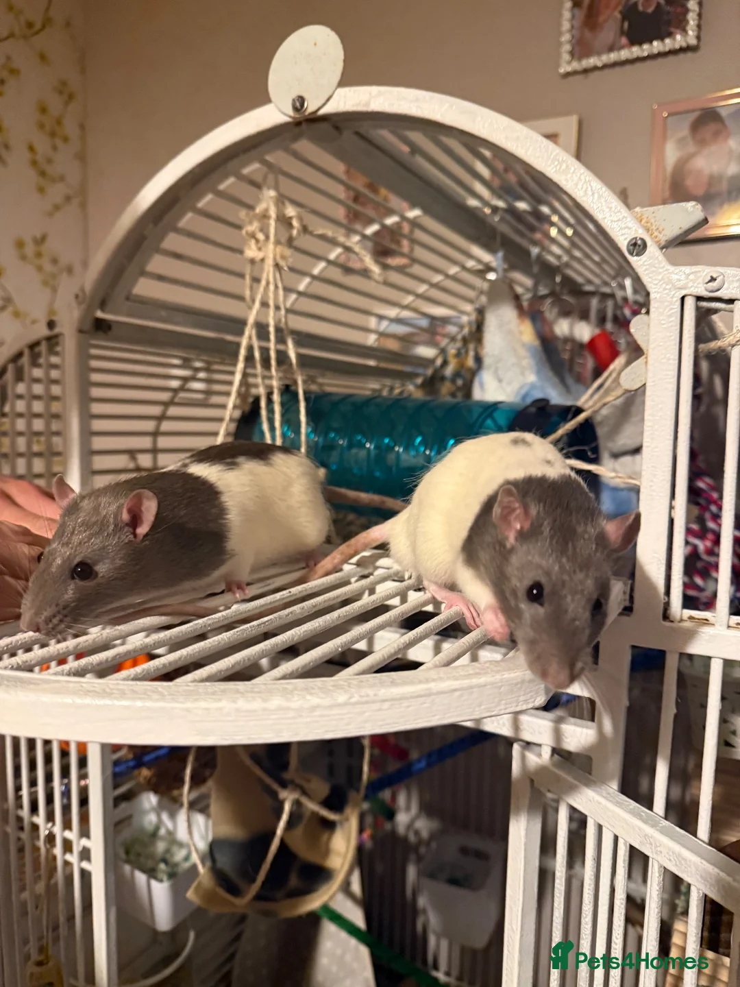 Rat rodents for sale: Two beautiful fancy rat boys - Advert 2