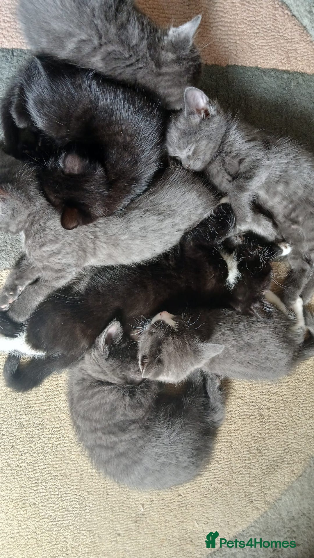 Bengal cats for sale: British shorthair kittens  - Image 3