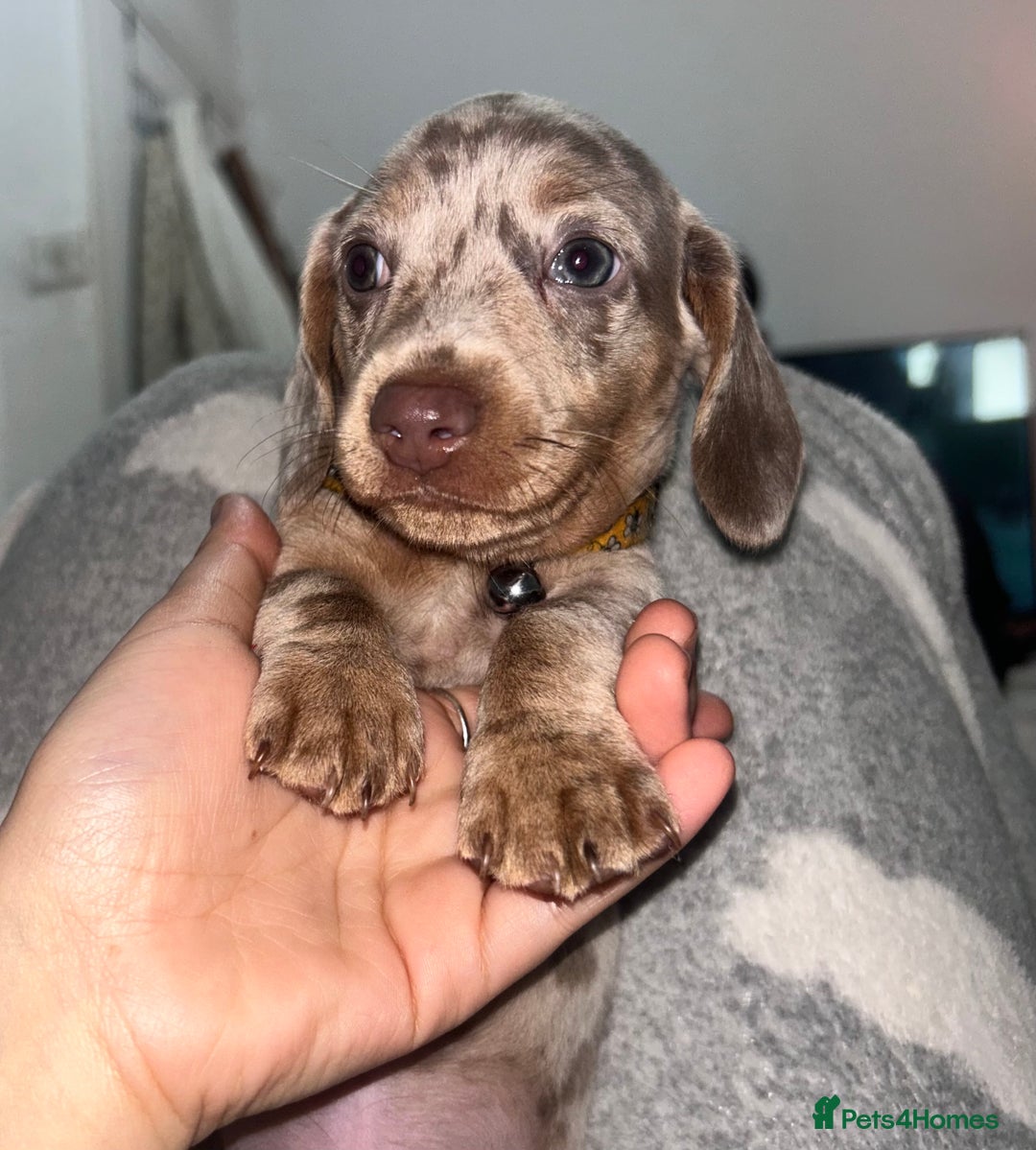 Dachshund dogs for sale: 🐾 Purebred Dachshund Puppies for Sale! 🐾 - Advert 12