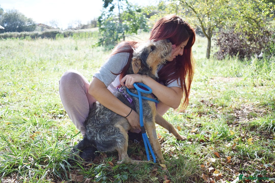 Fox Terrier dogs for adoption: Norte - Image 7