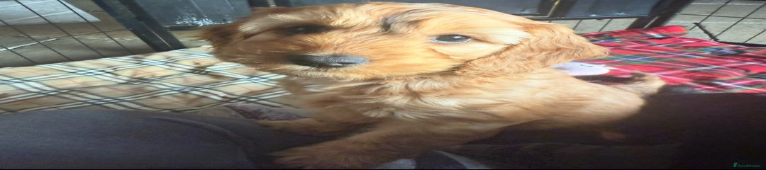 Cockapoo Puppy 3