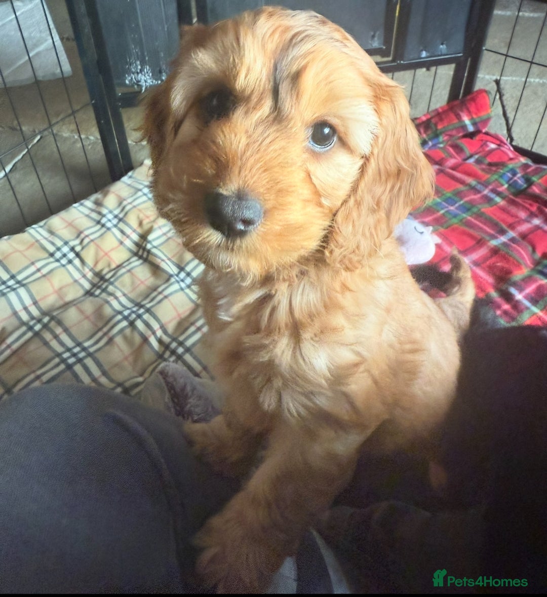 Cockapoo dogs for sale: ✨ F1 Toy Cockapoo Puppies – Ready 28th August ✨ - Image 5