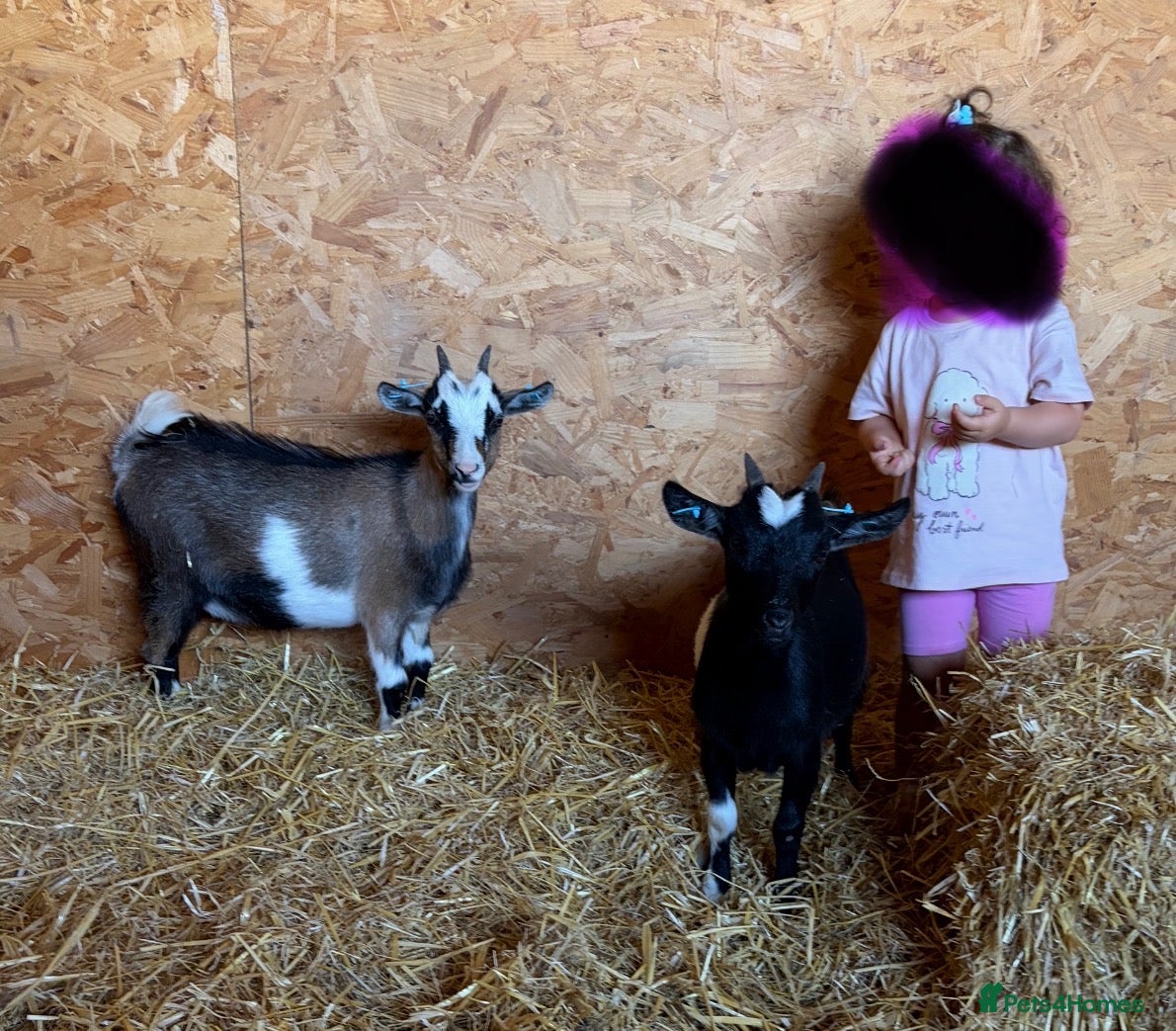 Goats livestock Beautiful Pygmy nanny kids - Advert 1