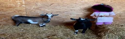 Goats livestock for sale: Beautiful Pygmy nanny kids - Advert 1