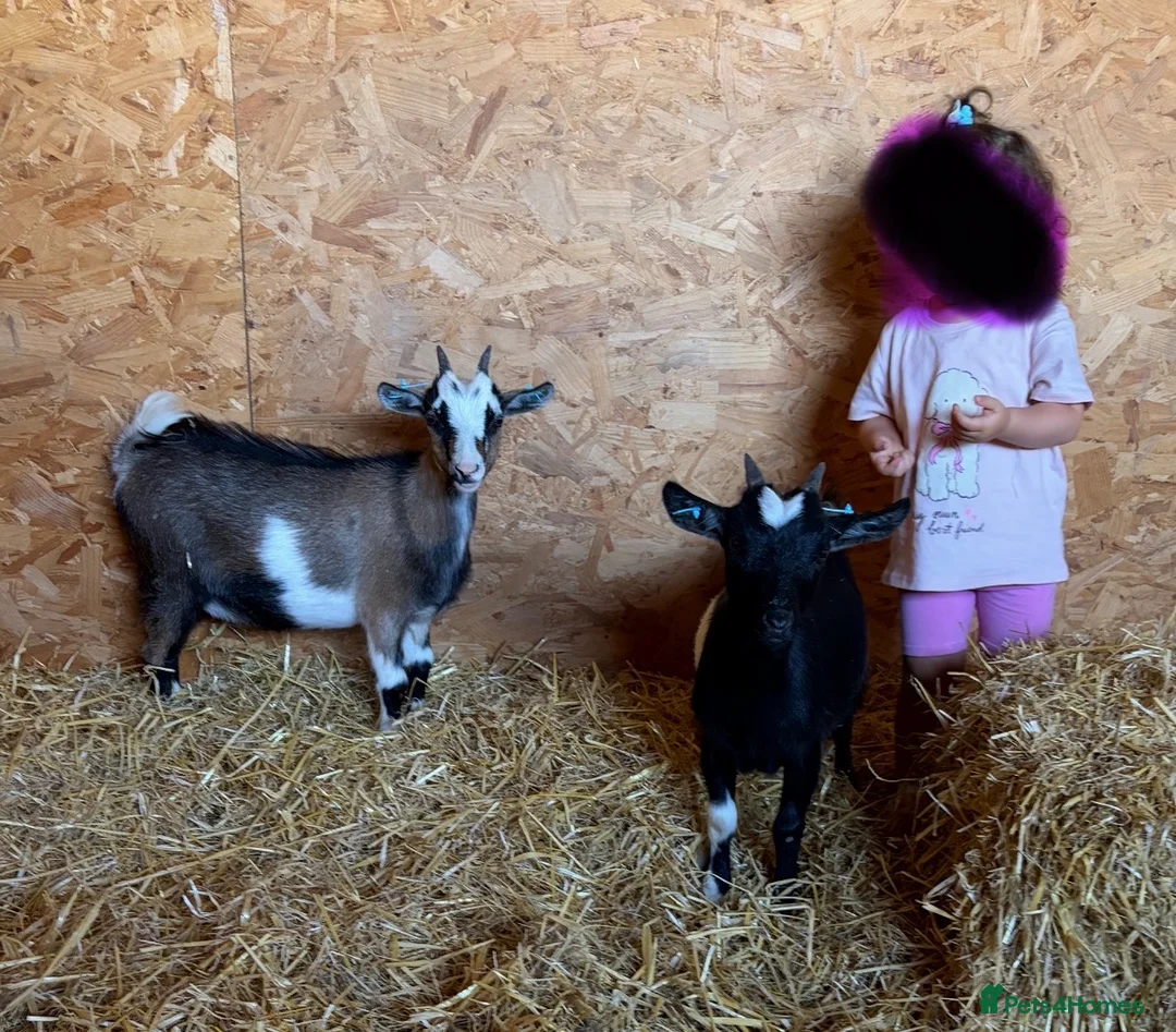 Goats livestock for sale: Beautiful Pygmy nanny kids - Advert 1
