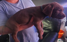 Mastiff dogs for sale: Mastiff Hybrids  - Image 38