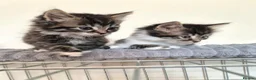 Mixed Breed cats for sale: Adorable Kittens for sale - Advert 16