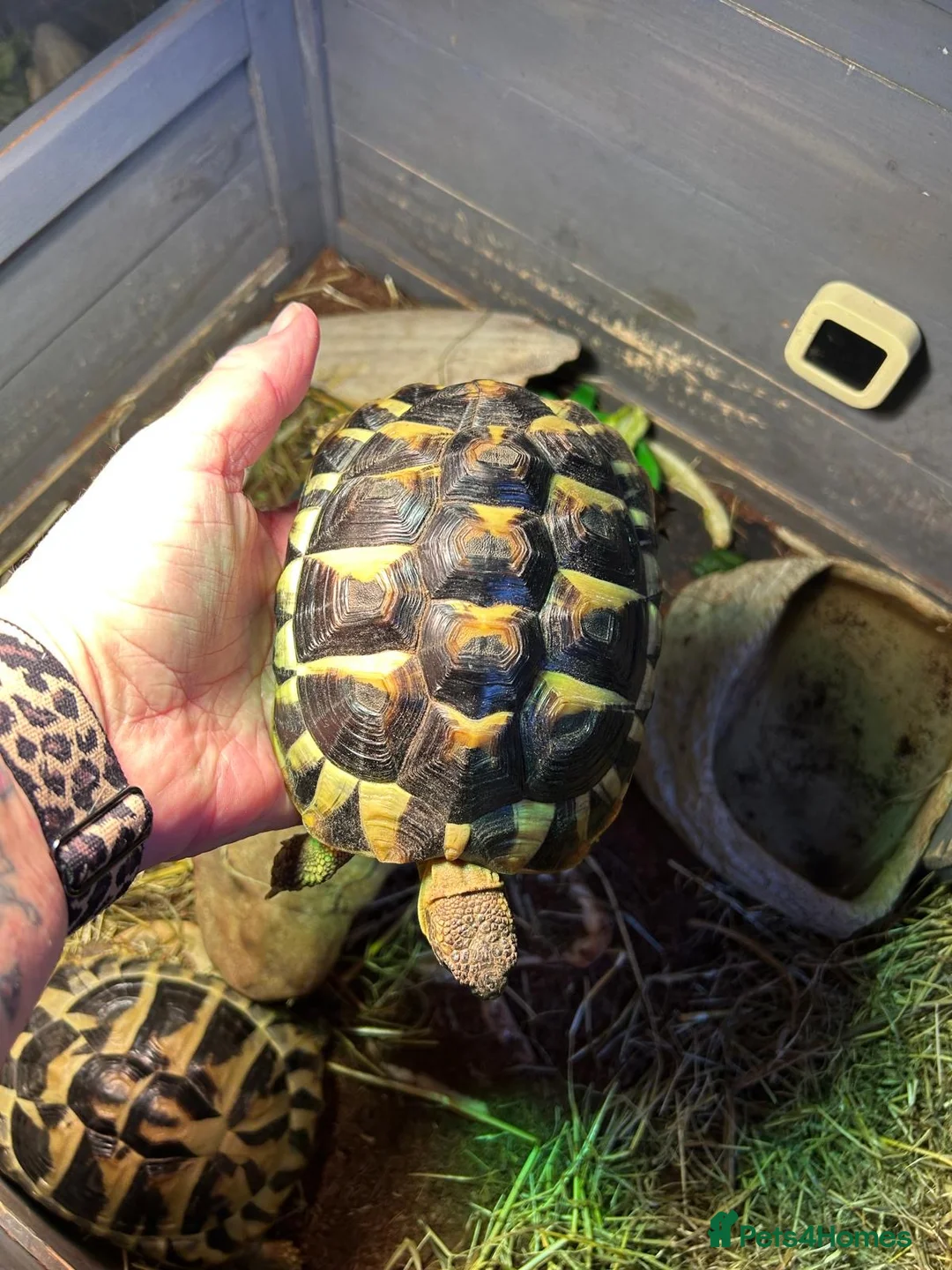 Tortoise reptiles for sale: Pair of tortoises  - Advert 4
