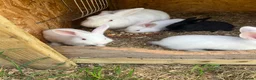 New Zealand rabbits for sale: Rabbits for sale  - Advert 9
