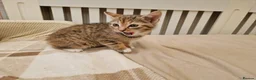 Mixed Breed cats for sale: Sweet female Tabby kitten - Advert 6