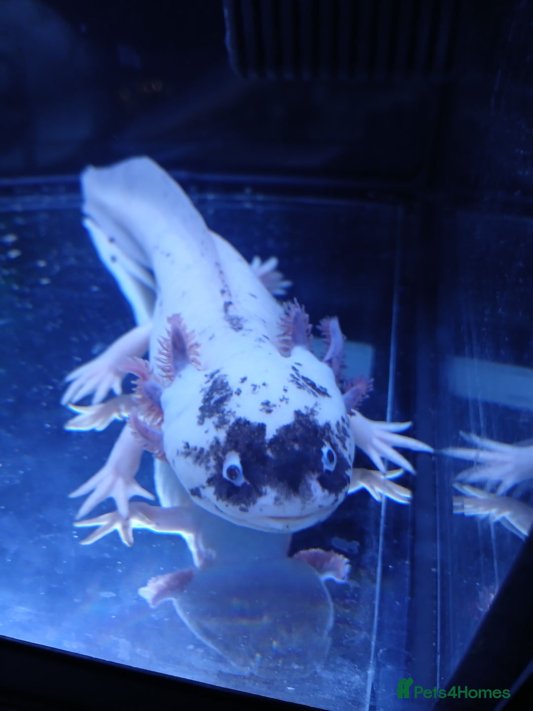 Other/Mixed Breed fish for sale: Dirty lucy/pie bald  - Image 5
