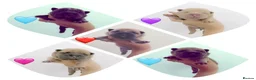 Mixed Breed dogs for sale: Chowchow mix puppies.  - Advert 2
