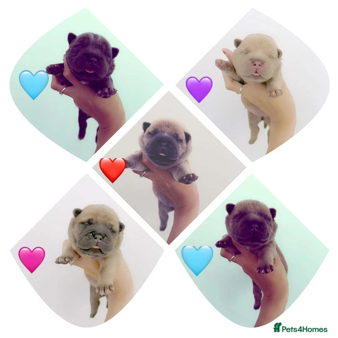 Mixed Breed dogs for sale: Chowchow mix puppies.  - Advert 2