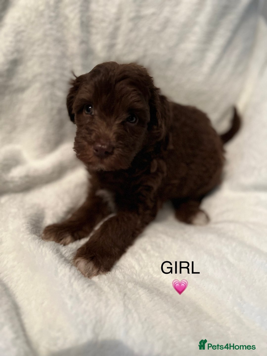 Poodle dogs for stud: KC CHOCOLATE AND WHITE SCHNAUZER STUD MAC +BVA 👍 in Coventry - Advert 22