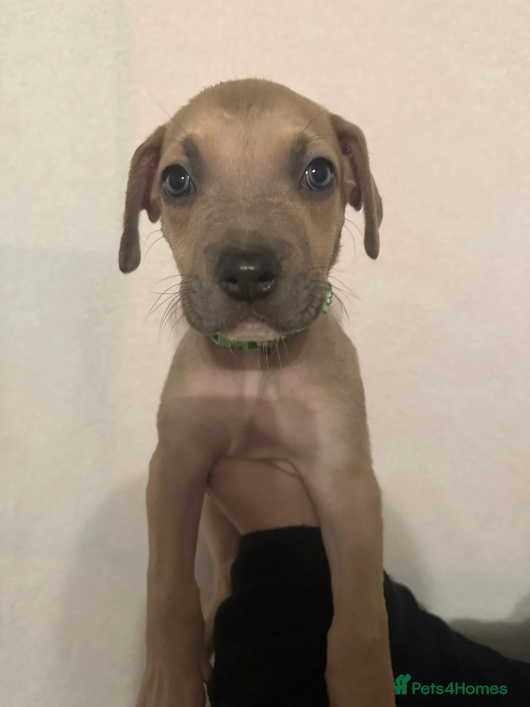 Mixed Breed dogs for sale: Cane corso x Alpha blueblood bull dog - Advert 11