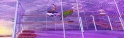 Budgerigars birds for sale: Comes as a pair  - Advert 2