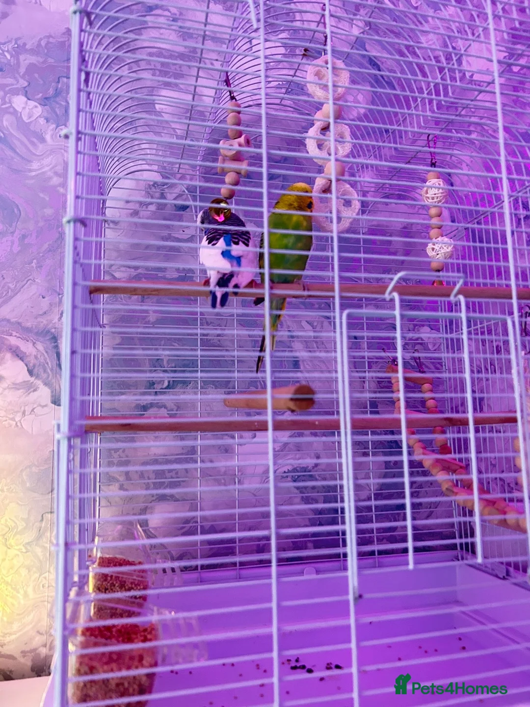 Budgerigars birds for sale: Comes as a pair  - Advert 2