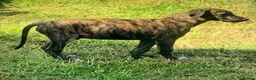 Lurcher dogs for sale: First cross saluki greyhounds  - Advert 8