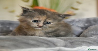 Maine Coon cats - Advert 1