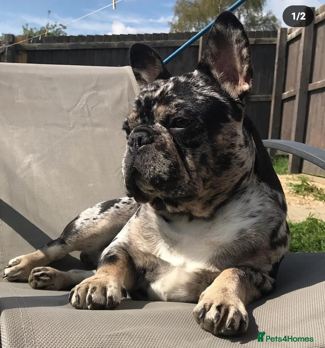French Bulldog dogs for stud: Blue and tan quad merle in Sheffield - Advert 24