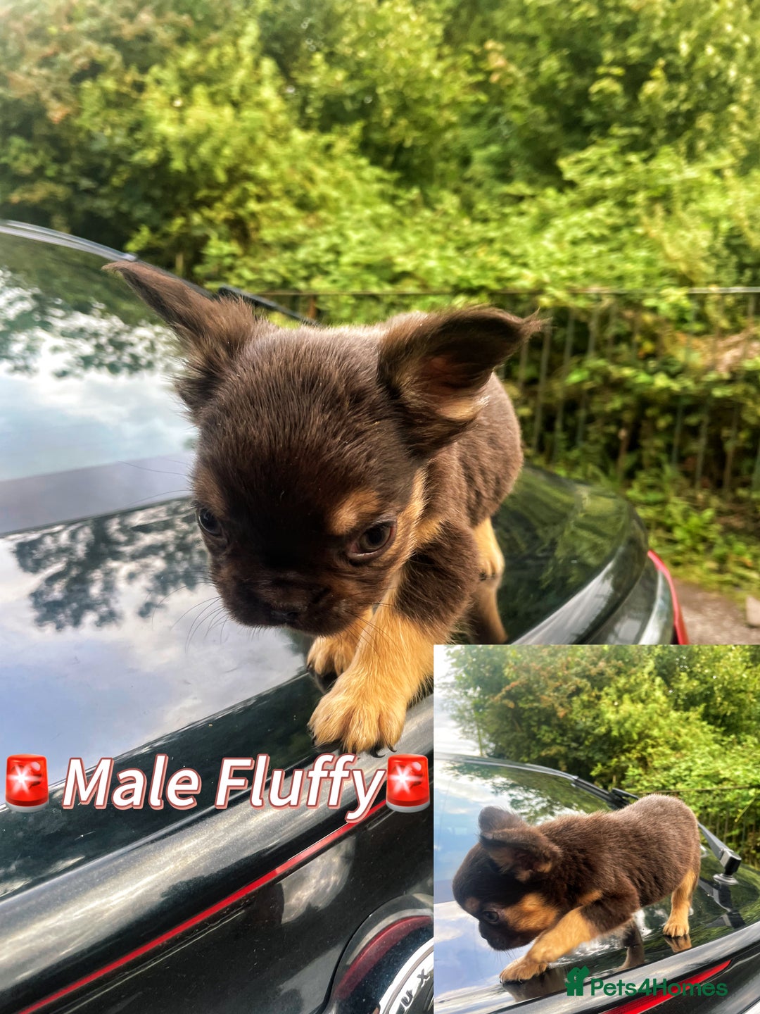 French Bulldog dogs for sale: 💕Gorgeous Fluffy Frenchies💖✅ - Image 2