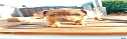 Mixed Breed dogs for sale: Miniature dachshund mixed with Patterdale  - Advert 7