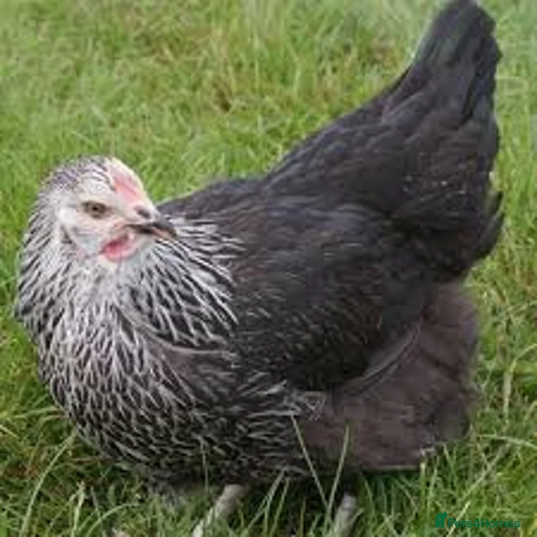 Chickens poultry for sale: Three Elderly Chickens in Search of New Home - Advert 1