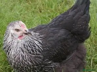 Chickens poultry Three Elderly Chickens in Search of New Home - Advert 7