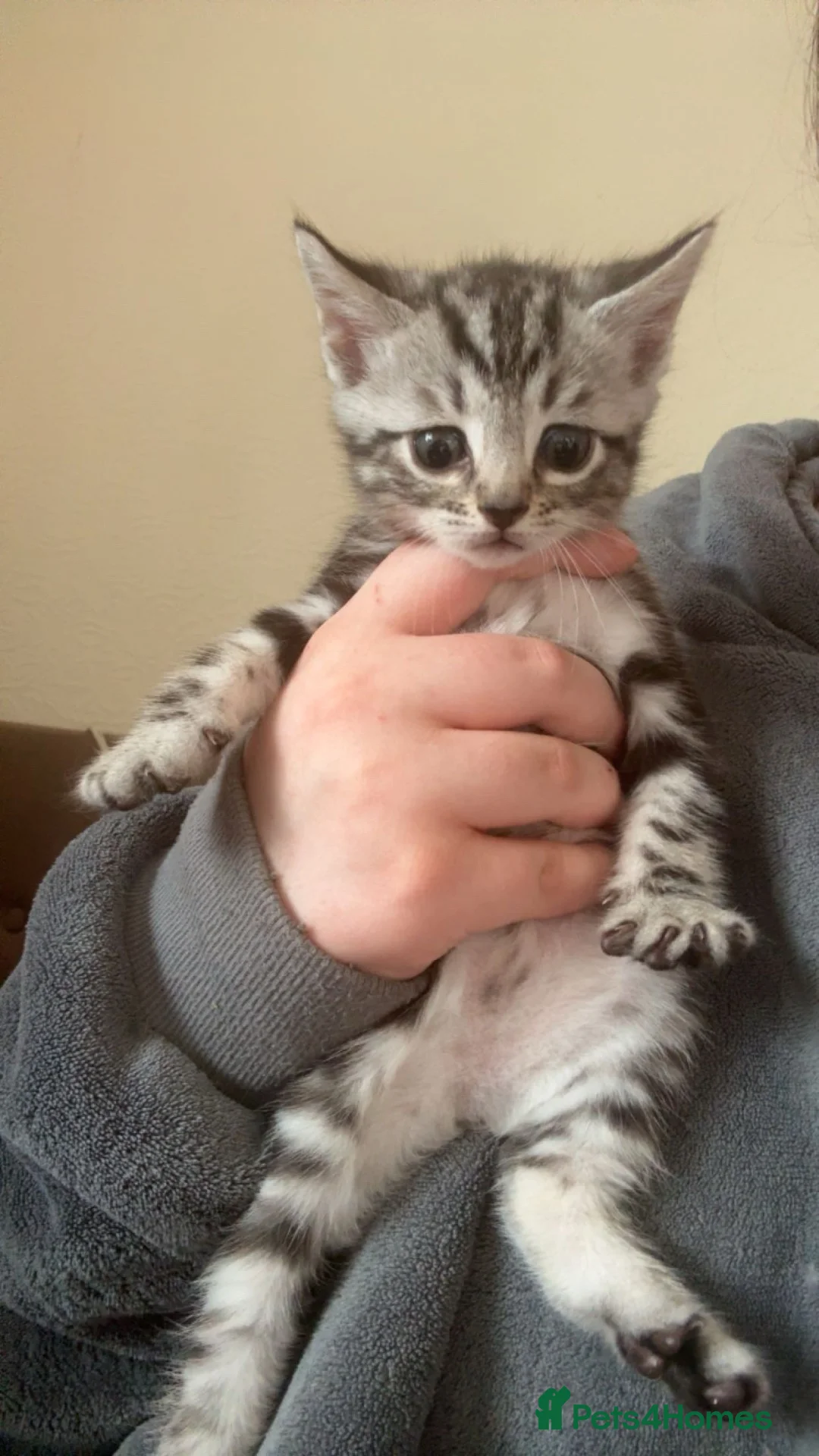 Norwegian Forest Cat cats for sale: 6 of the prettiest kitties for sale  - Advert 8