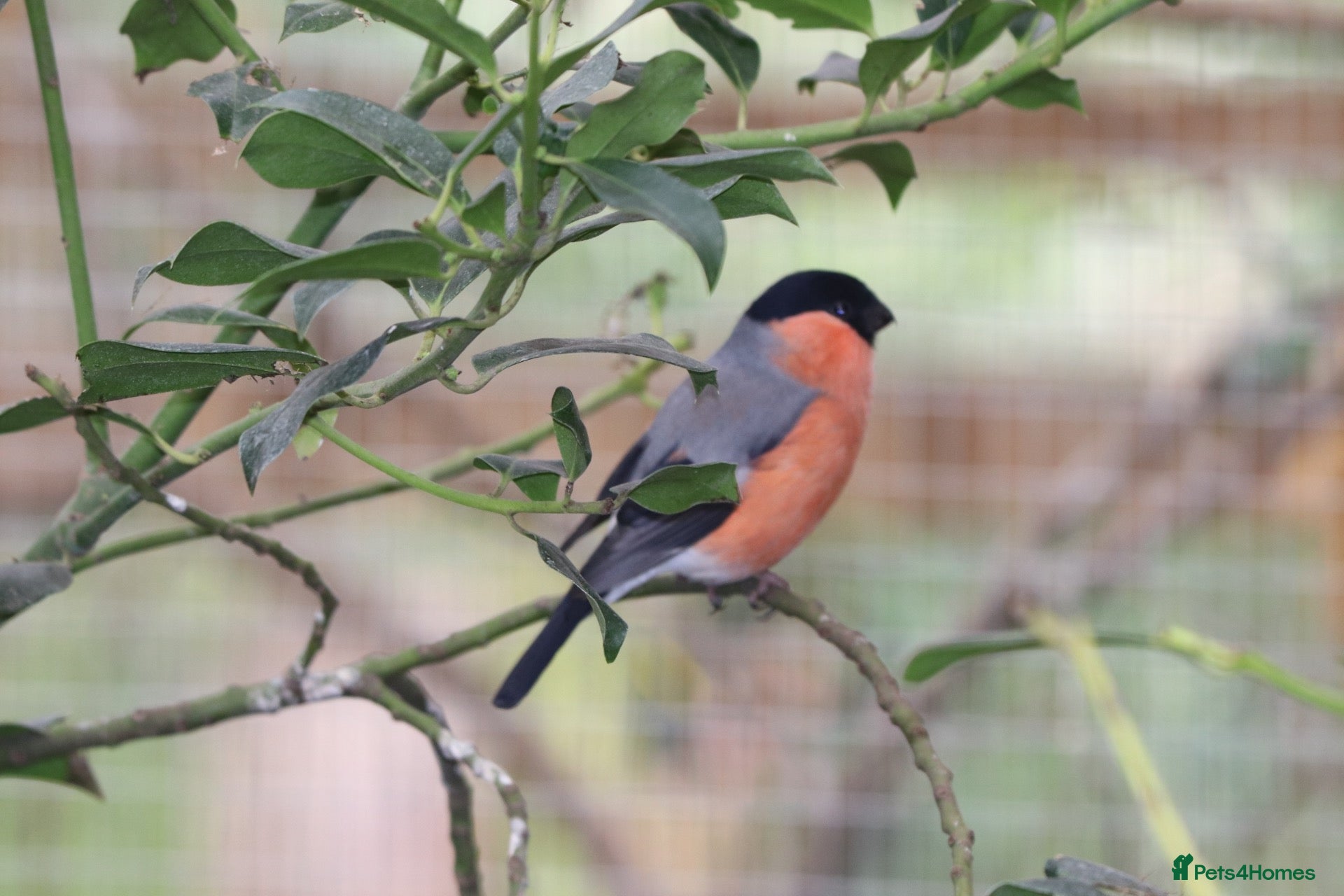 Finches birds for sale: Spare Native Bullfinch Cock - Advert 2