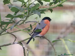 Finches birds Spare Native Bullfinch Cock - Advert 1