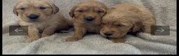 Golden Retriever dogs for sale: KC DNA tested gorgeous golden retriever puppies  - Advert 3