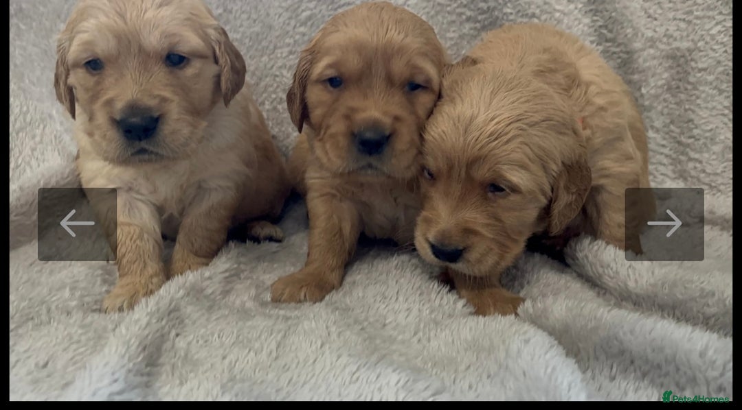 Golden Retriever dogs for sale: KC DNA tested gorgeous golden retriever puppies  - Advert 3