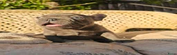 French Bulldog dogs for sale: Adorable French Bulldog Brother & Sister - Advert 11