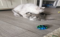 Persian cats for sale: Beautiful  silver shaded chinchilla Persian x bsh - Image 17