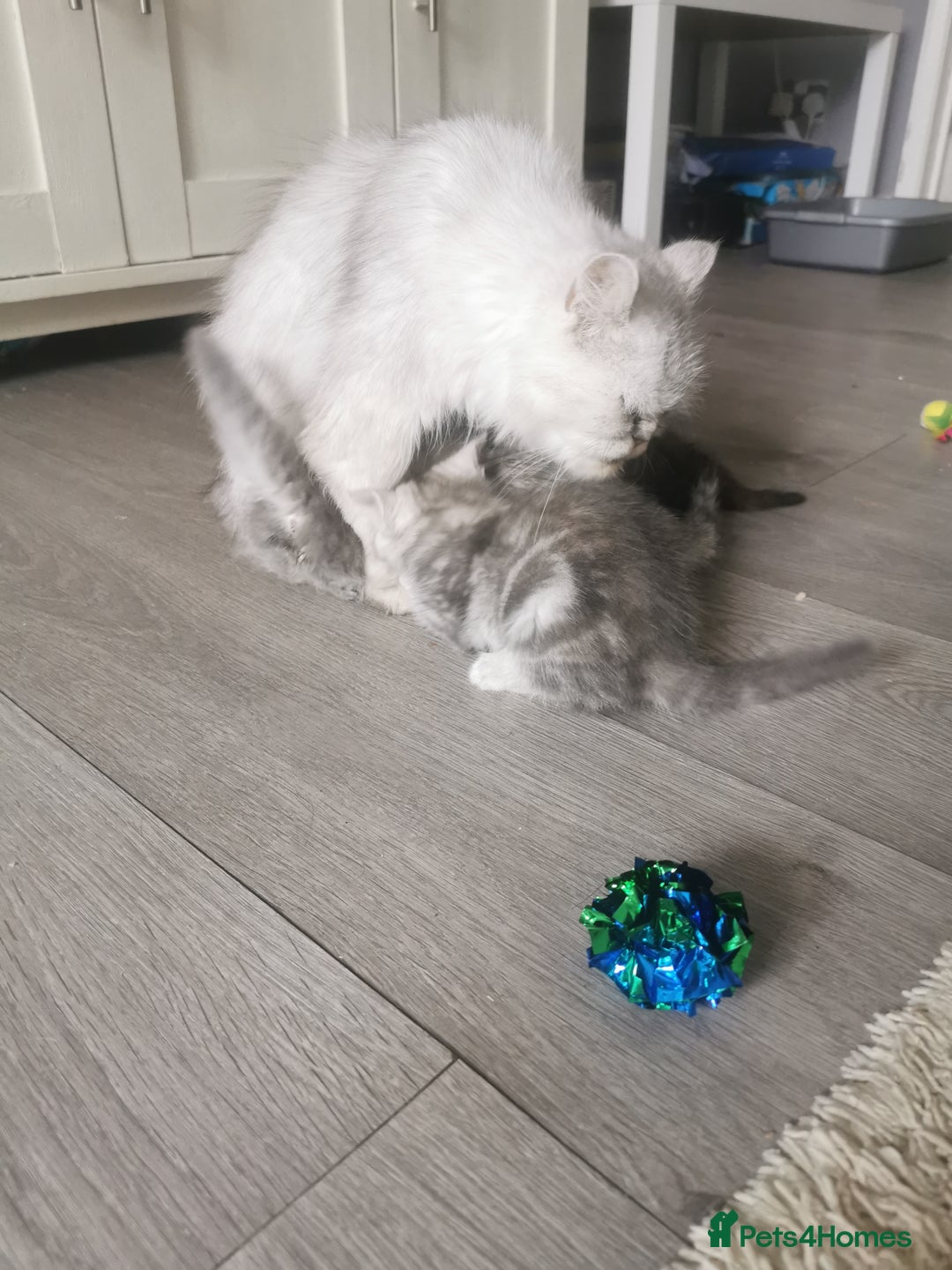 Persian cats for sale: Beautiful  silver shaded chinchilla Persian x bsh - Image 17