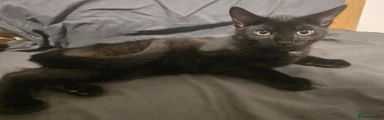 Domestic Shorthair 1