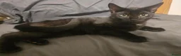Domestic Shorthair cats for sale: Mr. KITTEN - Advert 5