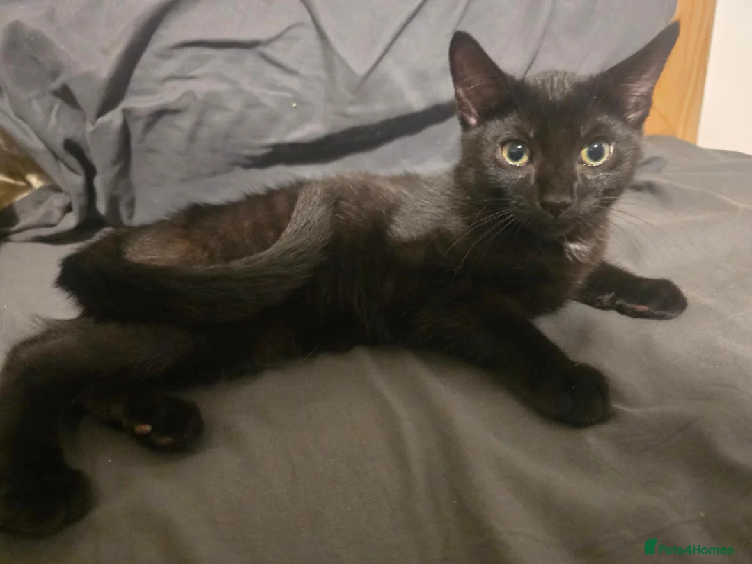 Domestic Shorthair cats for sale: Mr. KITTEN - Advert 5