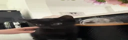 Domestic Shorthair cats for sale: Black Kittens  - Advert 1