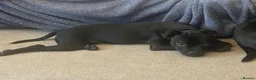 Staffordshire Bull Terrier dogs for sale: KC Registered Staffordshire Bull Terrier Pup - Advert 21