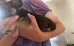 Mixed Breed dogs for sale: Beautiful female puppy ready today  - Image 20