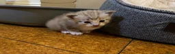Mixed Breed cats for sale: Litter of white tabby cats  - Advert 4
