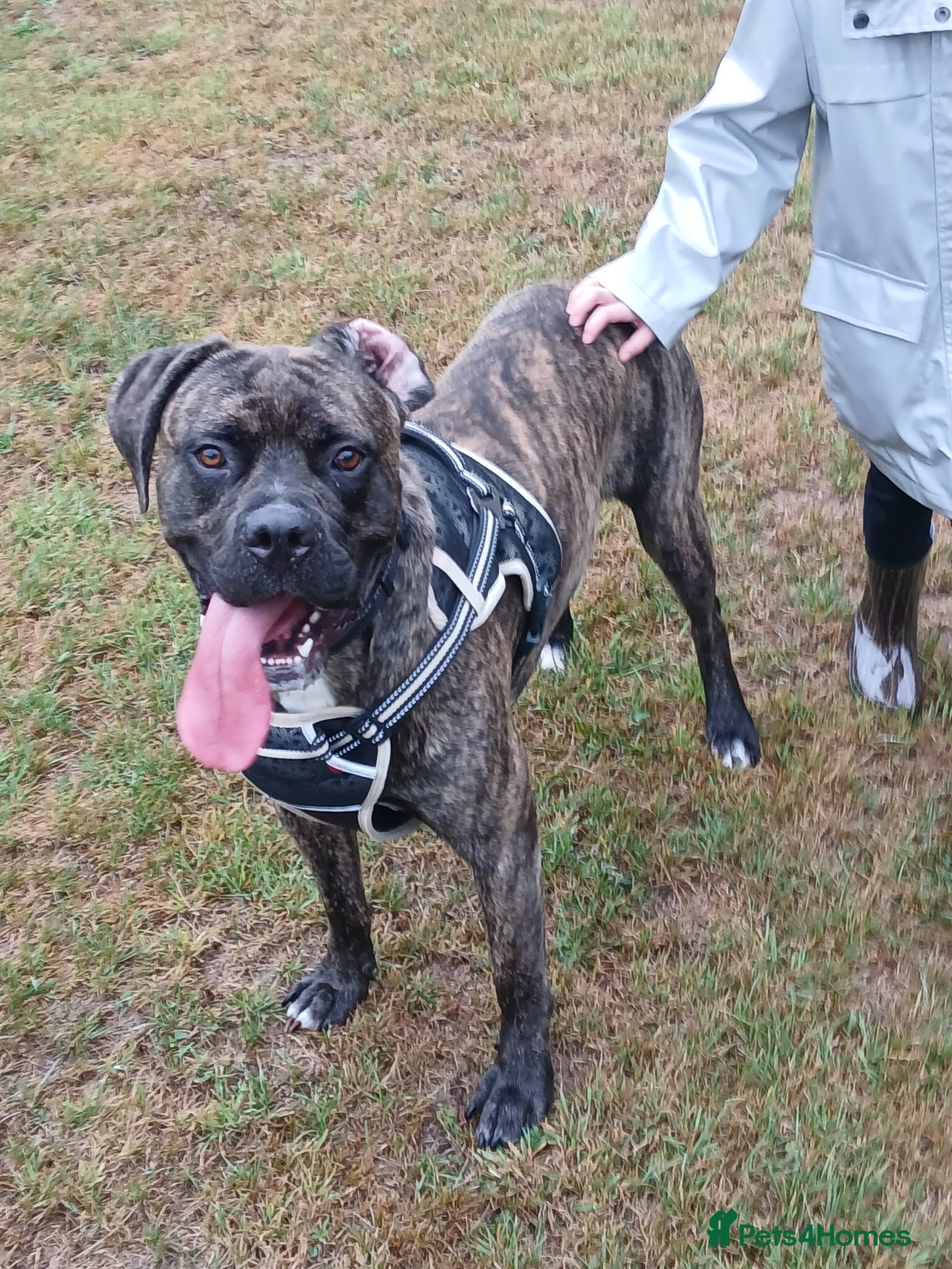 Cane Corso dogs 2 Year Old Male Cane Corso - Advert 18