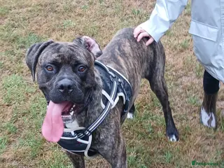 Cane Corso dogs 2 Year Old Male Cane Corso - Advert 18