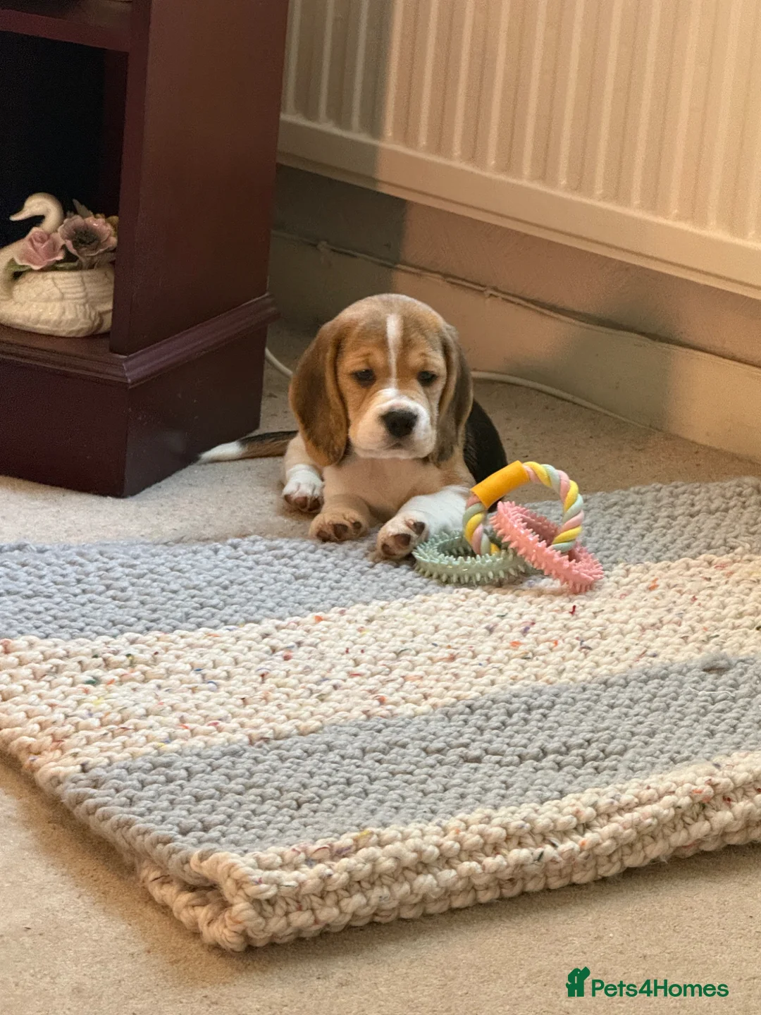 Beagle dogs for sale: Beautiful beagle girl puppy  in Basildon - Advert 1