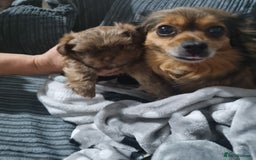 Mixed Breed dogs for sale: Pomtzu  - Image 6