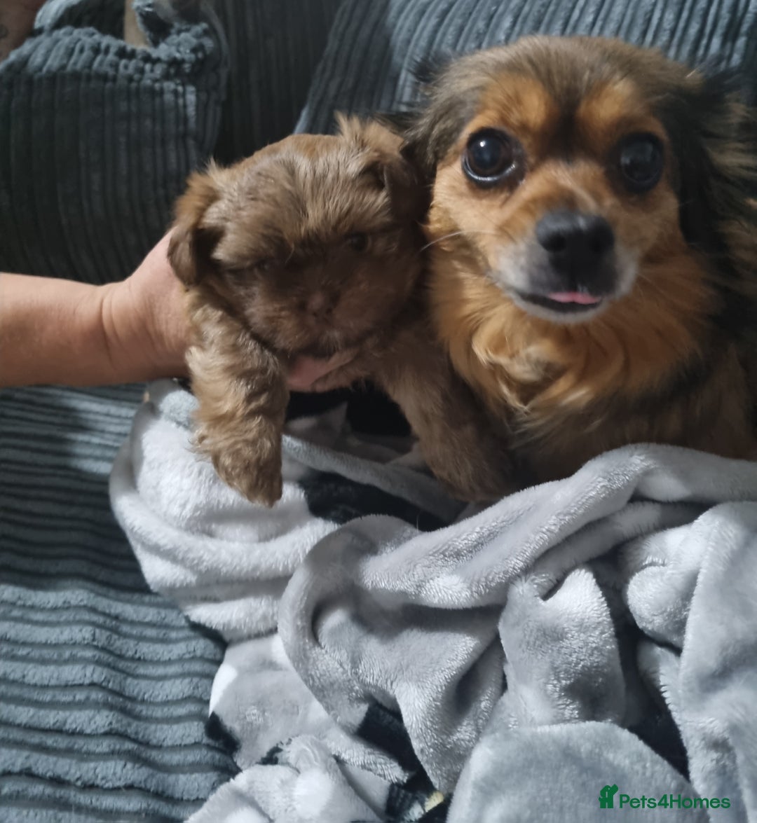 Mixed Breed dogs for sale: Pomtzu  - Image 6