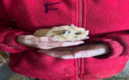 Guinea Pig rodents for sale: Texel and Lunkarya Guinea Pigs - Image 6